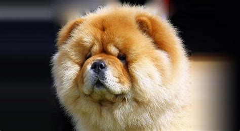 choxchox|Chow Chow Dog Breed Information .